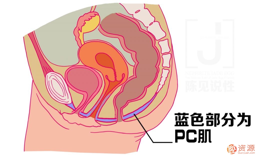 女性朋友怎么練習玉蛋功?玉蛋功鍛煉詳解插圖 女性朋友怎么練習玉蛋功?玉蛋功鍛煉詳解插圖